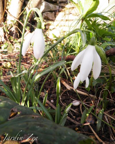 Perce-neige