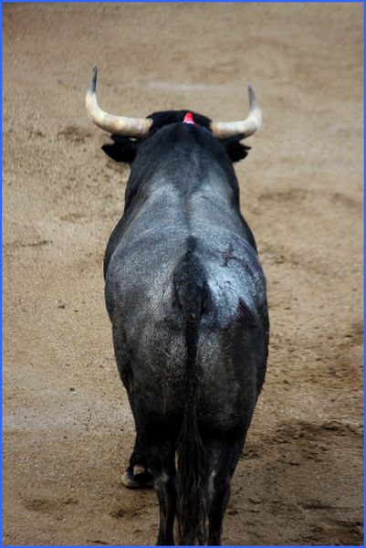 CERET de toros (corridas à Céret...)