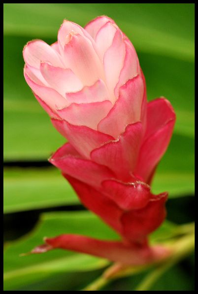 fleur thailande florence dellerie