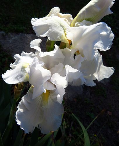 Iris-blanc.jpg