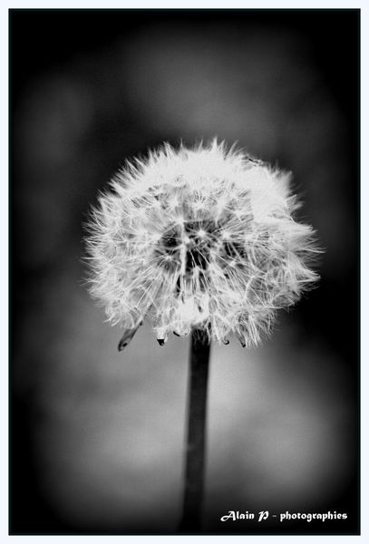 Noir-et-blanc 0030