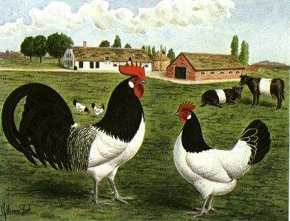 http://img.over-blog.com/408x311/3/02/02/43/N-63/lakenvelder-poules-et-vaches_dessinNHDB.jpg