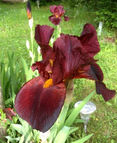 iris maison bis