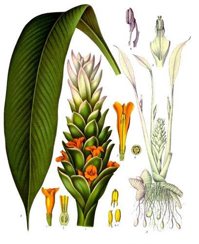 Curcuma longa - Köhler–s Medizinal-Pflanzen-199