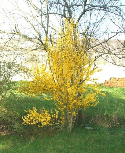 forsythia.JPG
