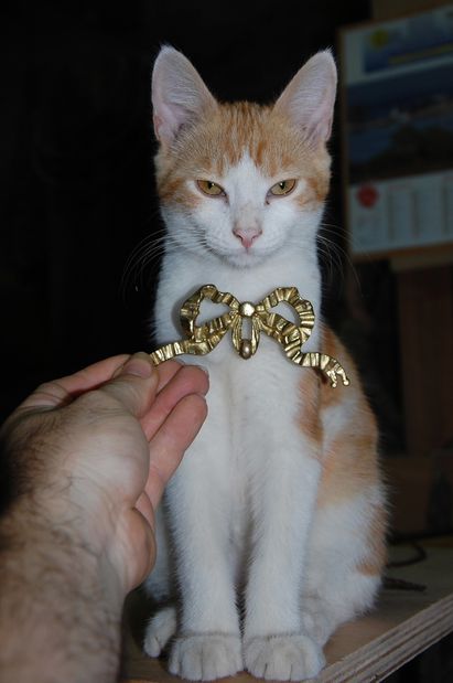 chaton27aouto.JPG