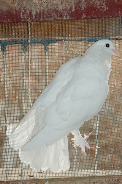 fevpigeoni.JPG