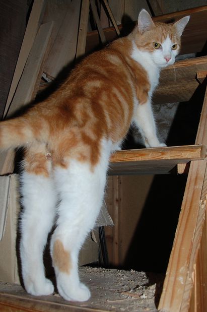 chaton29octe.JPG