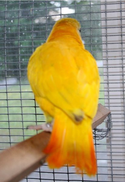 Mutation jaune Senegal Parrot (p3)