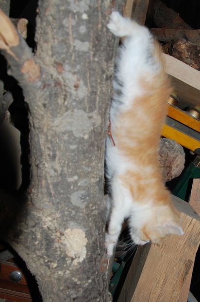 chaton6juing.JPG