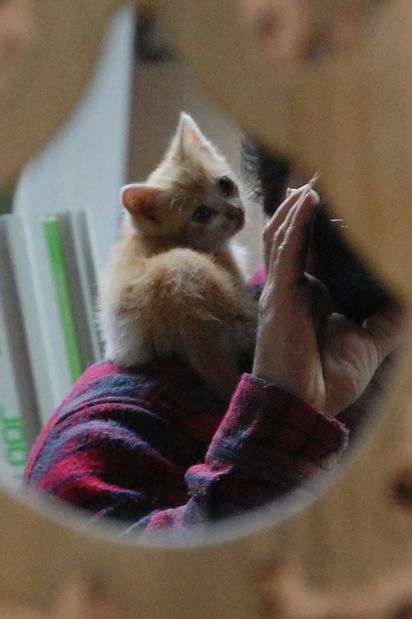 chatonatelier1juinb.JPG