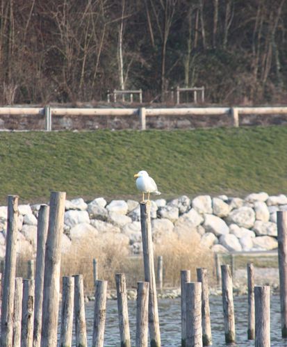 047-Mouette-perchee-jpg
