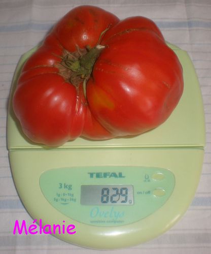 tomate_michele.jpg