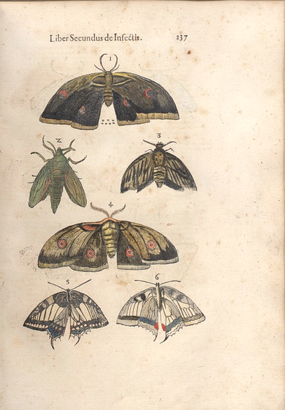 Aldrovandi-papillons-p.237-copie-1.png