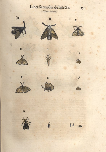 Aldrovandi papillons p.251