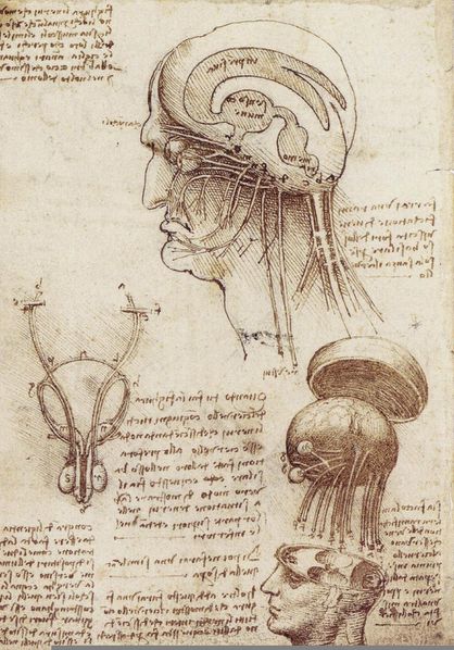 dessin-leonard-de-vinci-brainphysiology-08