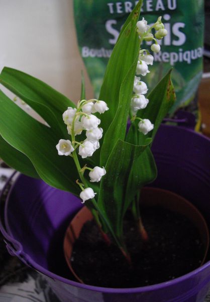 et voila le travail-muguet