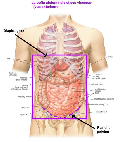 abdomen-anterior-anatomy.jpg