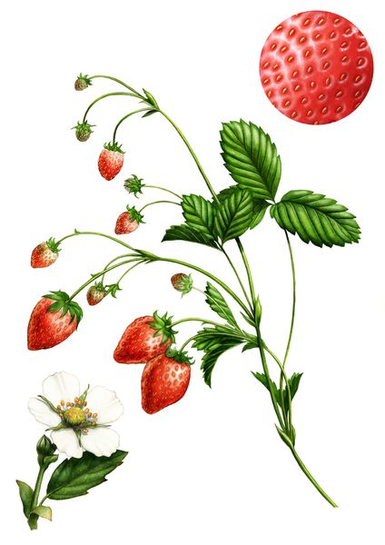 fraisier illustration dellerie