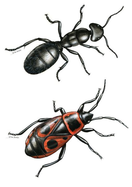 2 fourmi gendarme illustration dellerie