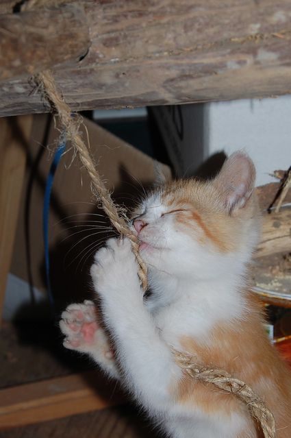 chaton04juilletc.JPG