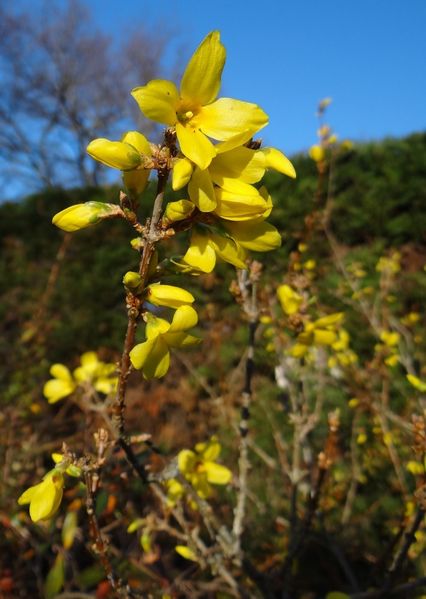forsythia2
