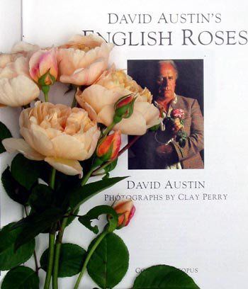 Rosas inglesas David Austin en Catalpas - El blog de catalpas