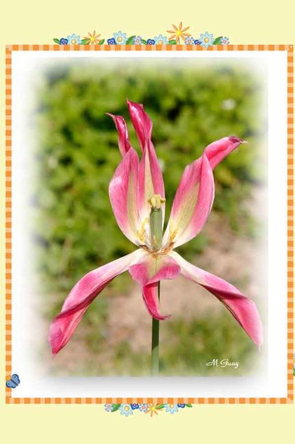 tulipe-defleurie-7604.jpg
