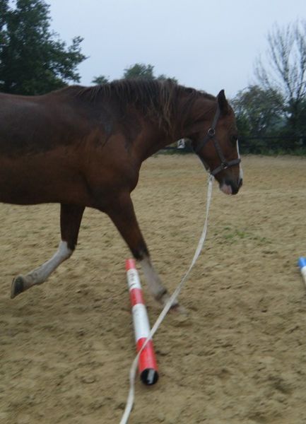 cheval-longe-barre-sol-pluie.JPG