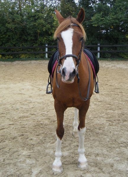 cheval-face-dressage.JPG