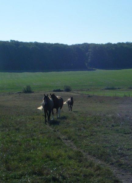 chevaux-file.JPG