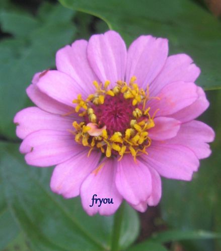 fleurs-de-saison 4748
