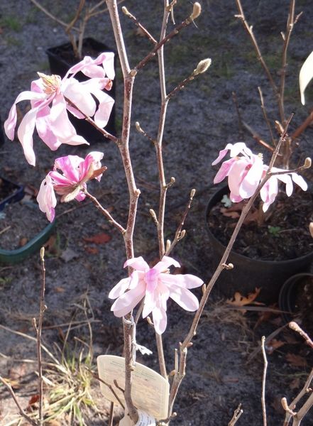 magnolia2