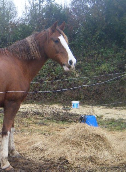 cheval-brin-foin.JPG