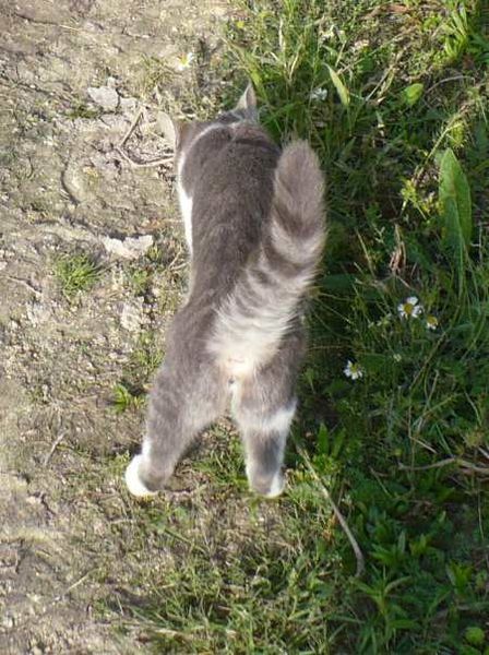 chatte-queue-.JPG