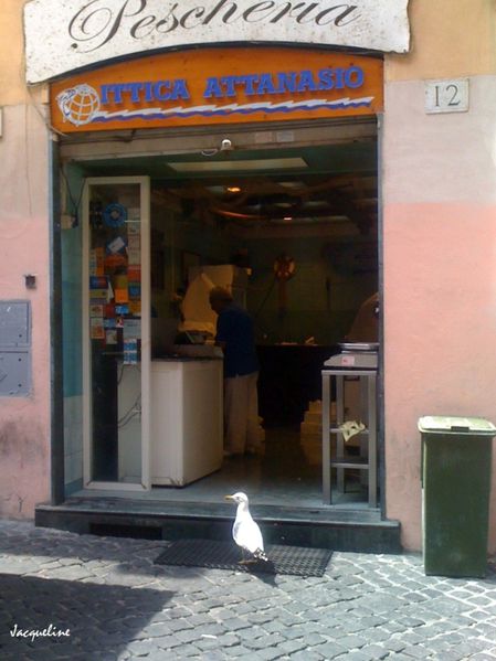 gabiano1.jpg