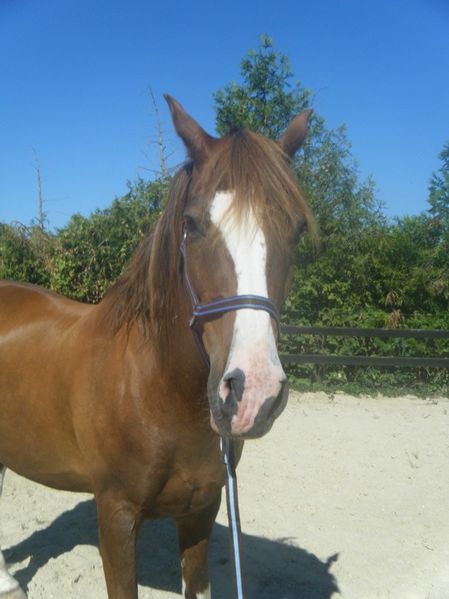 Equiper son cheval pour une séance de longe