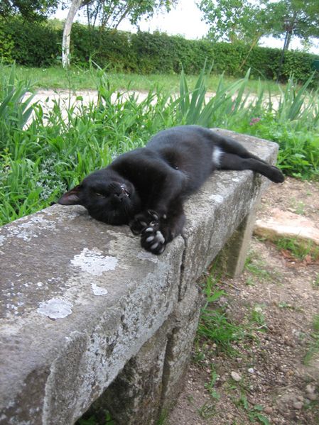 Frimousse-2011-08-20.JPG