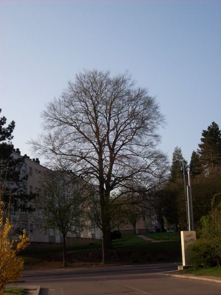 Boulevard Mazagran - 100 5398 (Copier)
