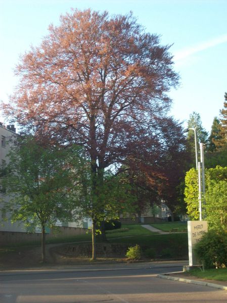 Boulevard Mazagran - 100 7517 (Copier)