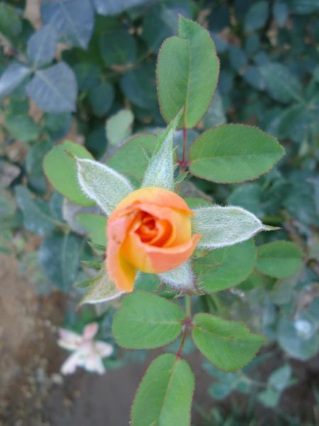 Une Rose.N°5028