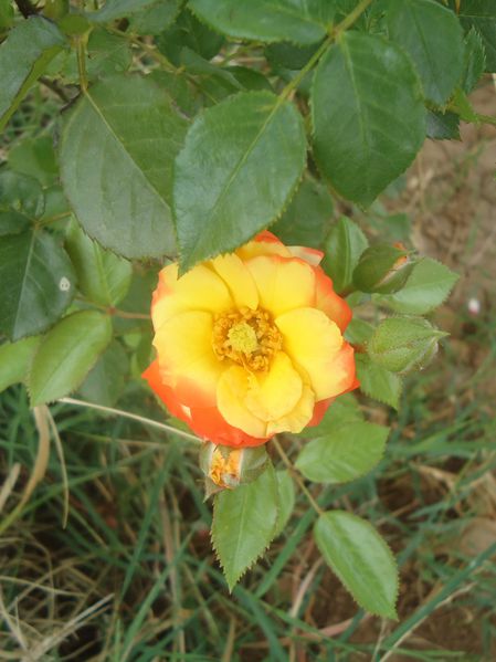 Une Rose.N°5642