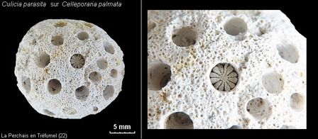 Culicia sur Celleporaria planche1