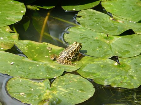 grenouille-parc-isere