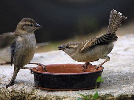 moineau.jpg