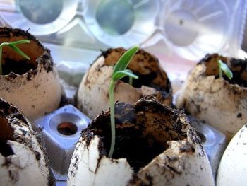 coquilles-oeufs-plant-jpg