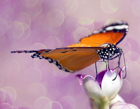 Papillon-crayonnage.jpg
