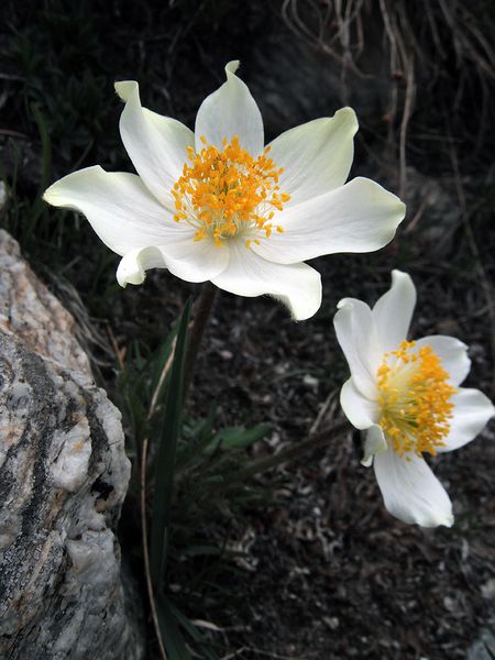 Flore2012-14