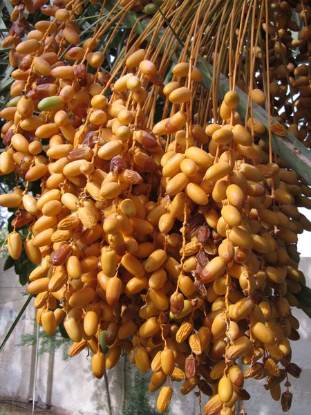 SHARJAH-2 0706
