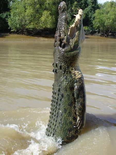 crocodile-cruise-5530546f12